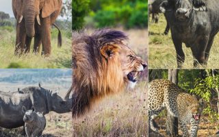 Big 5 Safari Uganda