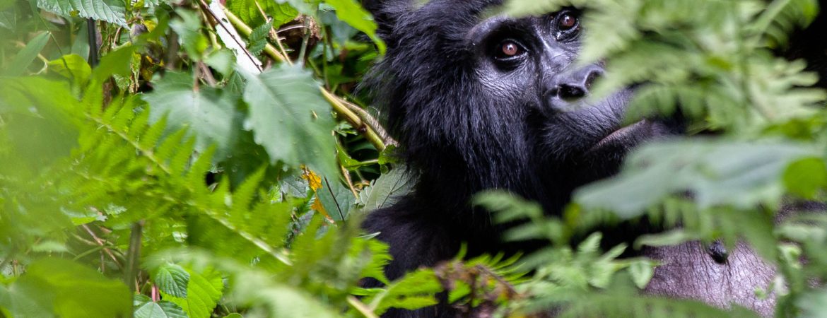 Enchanted Uganda Safari