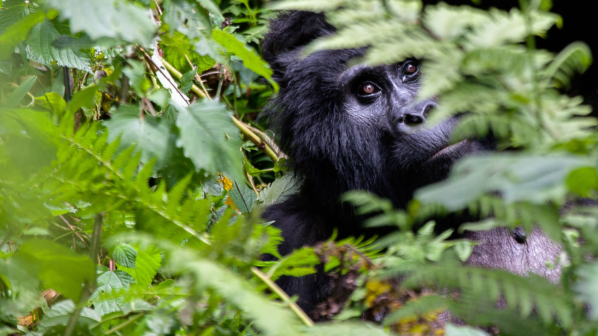 Enchanted Uganda Safari