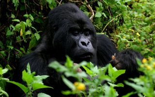 Gorilla Safari in Uganda and Rwanda