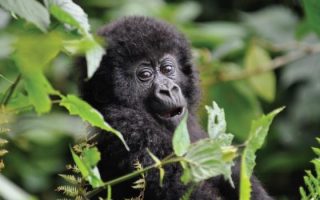 Gorilla Safari in Uganda and Rwanda