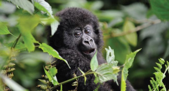 Gorilla Safari in Uganda and Rwanda