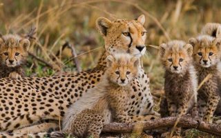 Top 10 reasons to visit Kenya