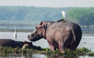 Murchison Falls Safari in Uganda
