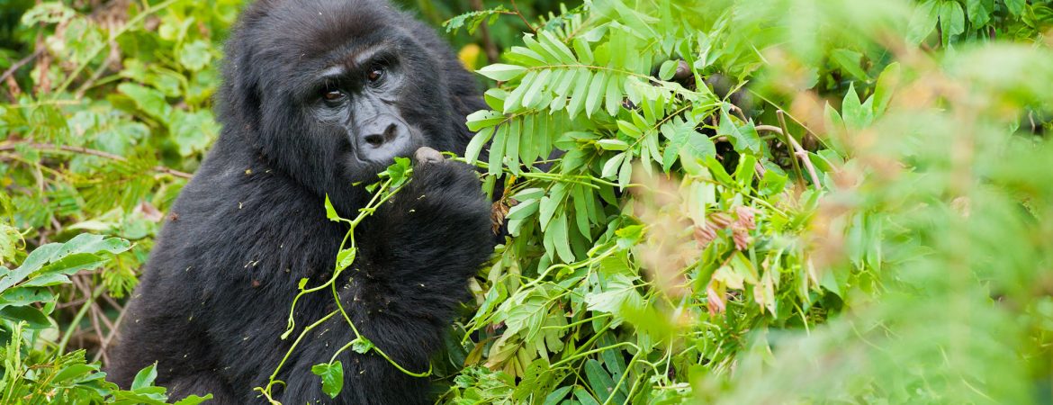 Prices of Safaris in Uganda