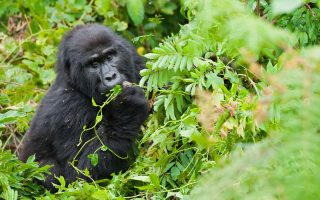 Prices of Safaris in Uganda