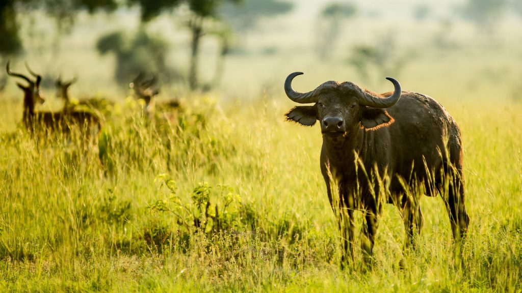 Prices of Safaris in Uganda