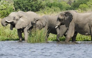 Uganda Safaris & Excursions