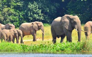 Safari Near Uganda