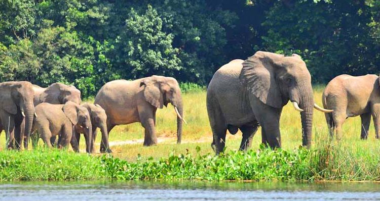 Safari Near Uganda