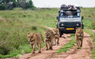 Uganda Best Safari
