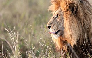 Uganda Lion Safari