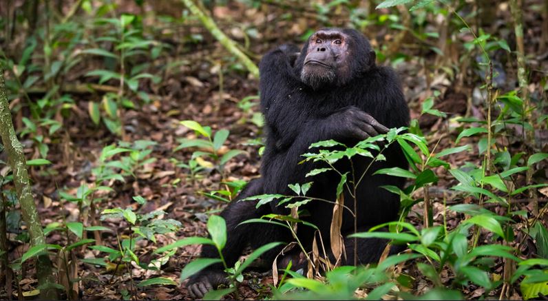 Uganda Primate Safari