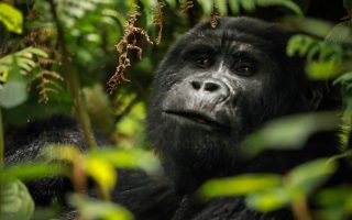 Uganda Primate Safari