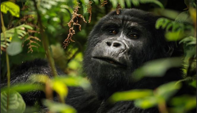 Uganda Primate Safari