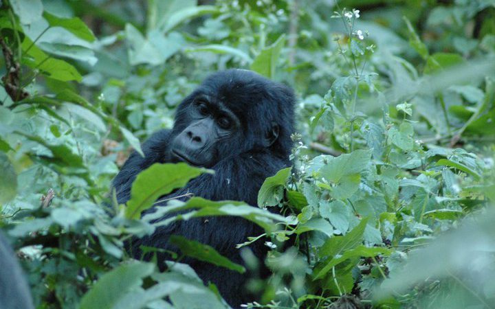 Uganda Rwanda Safaris