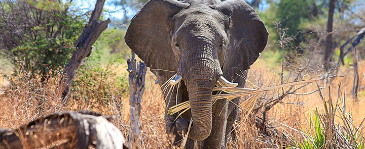 Uganda Rwanda Safaris