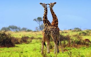 Uganda Safari Tours & Holidays