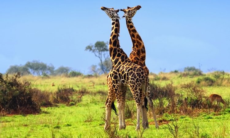 Uganda Safari Tours & Holidays