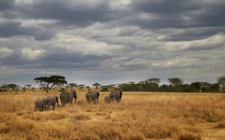 Uganda Safari Weather