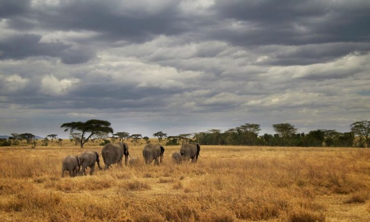 Uganda Safari Weather