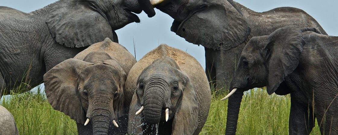 Uganda Safari in November