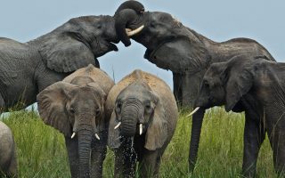Uganda Safari in November