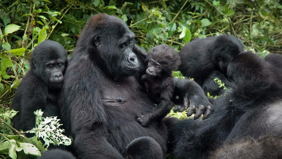 Uganda Safari in November