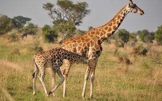 Uganda Safari in September