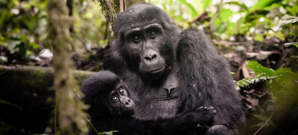 Uganda luxury trips
