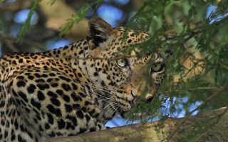 Uganda Leopard Safari