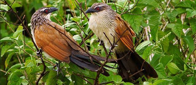 Facts about Queen Elizabeth national park