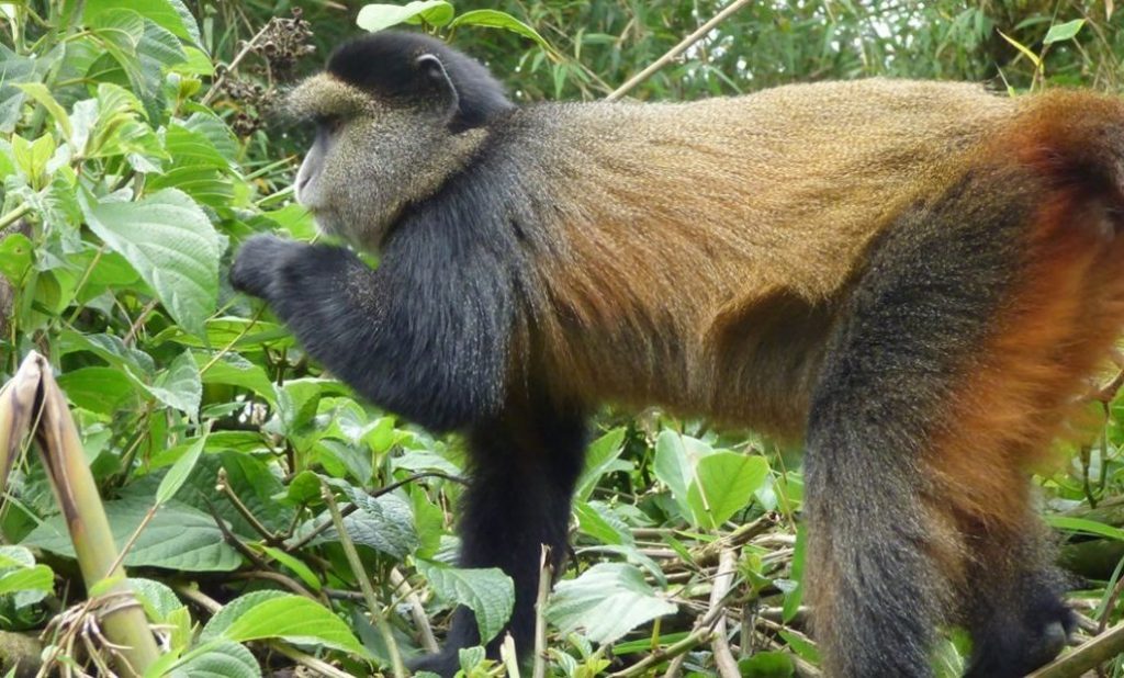 What is the smallest national park in Uganda?