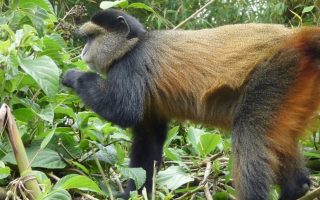What is the smallest national park in Uganda?