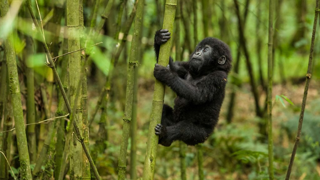 Safari to Uganda