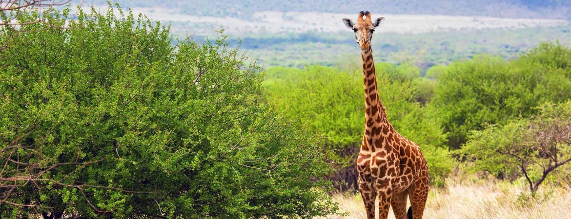 Uganda Wildlife Safari