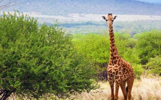 Uganda Wildlife Safari