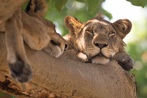 Uganda Wildlife Safari
