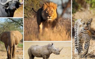 Uganda safari Big 5 tour