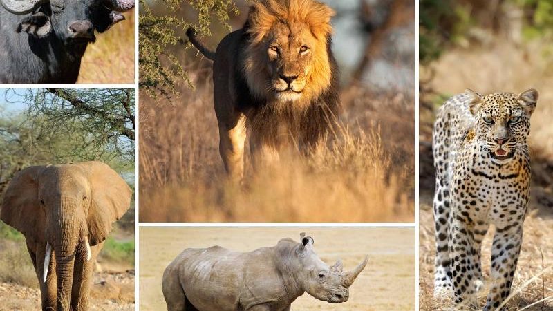 Uganda safari Big 5 tour