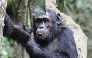 5 Days Uganda Primates Safari