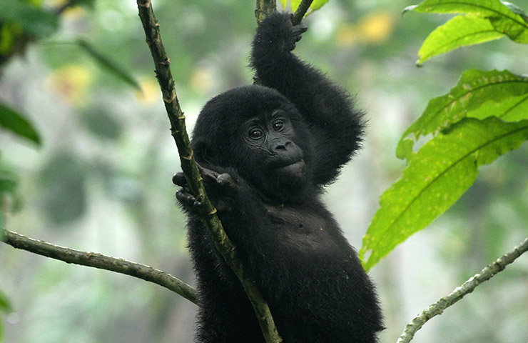 5 Days Uganda Primates Safari
