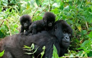 3 days Bwindi Gorilla trekking safari