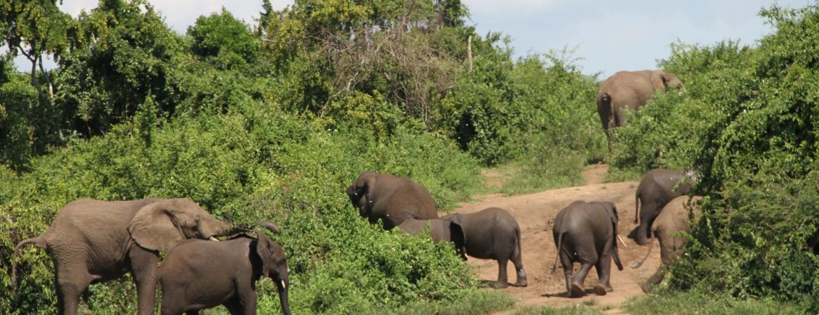 A day in Uganda for a safari