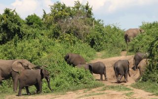 A day in Uganda for a safari