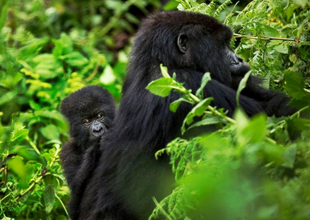 A day in Uganda for a safari