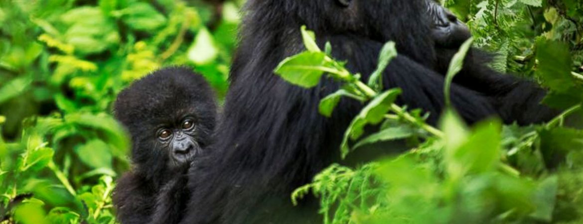 A day in Uganda for a safari