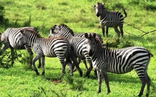 Short Safaris to Uganda