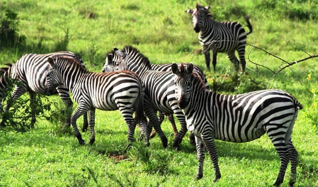 Short Safaris to Uganda
