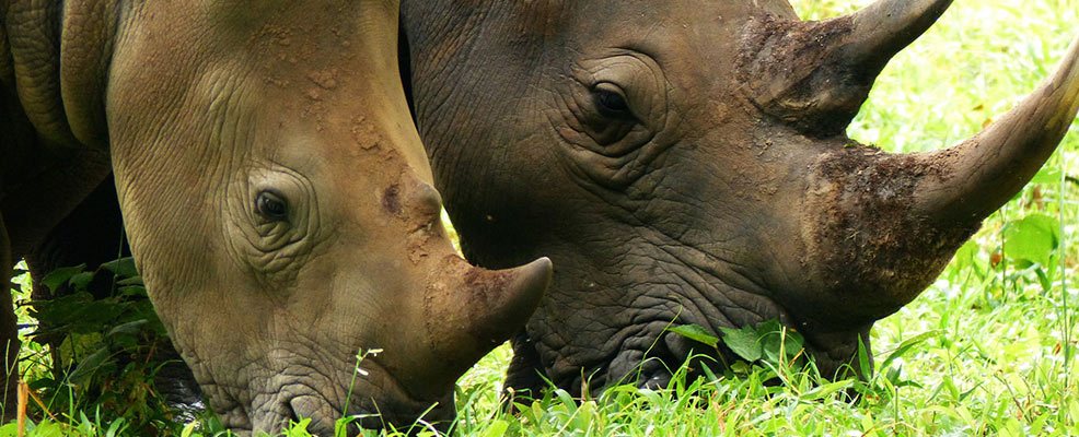 Short Safaris to Uganda